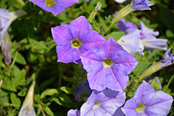 Supertunia Blue Skies Petunia (Petunia 'KL1117mut1') at Bayport Flower Houses