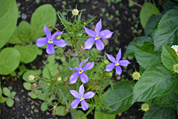 Fizz N Pop Glowing Violet Blue Stars (Isotoma axillaris 'Tmlu 1301') at Bayport Flower Houses