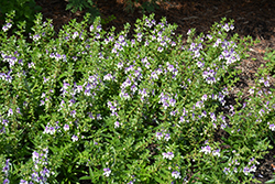 Angelface Wedgewood Blue Angelonia (Angelonia angustifolia 'Angelface Wedgewood Blue') at Bayport Flower Houses