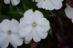 SunPatiens Compact White New Guinea Impatiens (Impatiens 'SunPatiens Compact White') at Bayport Flower Houses