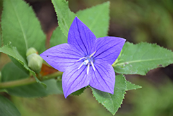 Astra Blue Balloon Flower (Platycodon grandiflorus 'Astra Blue') at Bayport Flower Houses