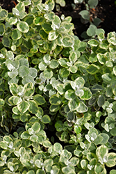 Variegated Licorice Plant (Helichrysum petiolare 'Variegated Licorice') at Bayport Flower Houses