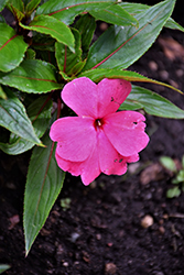 Magnum Clear Pink New Guinea Impatiens (Impatiens 'Magnum Clear Pink') at Bayport Flower Houses