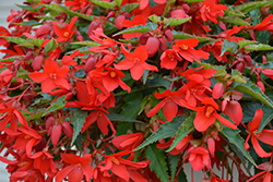 Bossa Nova Red Shades Begonia (Begonia boliviensis 'Bossa Nova Red Shades') at Bayport Flower Houses