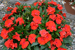Magnum Red Flame New Guinea Impatiens (Impatiens 'Magnum Red Flame') at Bayport Flower Houses