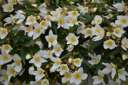 Beauvilia White Begonia (Begonia boliviensis 'Beauvilia White') at Bayport Flower Houses