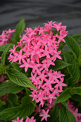 Lucky Star Pink Star Flower (Pentas lanceolata 'PAS1096468') at Bayport Flower Houses