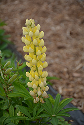 Lupini Yellow Shades Lupine (Lupinus polyphyllus 'Lupini Yellow Shades') at Bayport Flower Houses