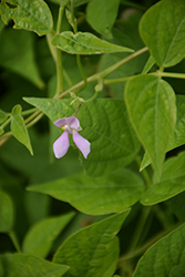 Golden Wax Bean (Phaseolus acutifolius) at Bayport Flower Houses