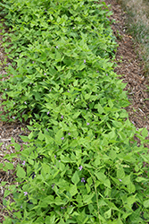 Golden Wax Bean (Phaseolus acutifolius) at Bayport Flower Houses