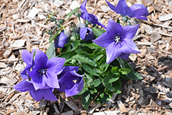 Pop Star Blue Balloon Flower (Platycodon grandiflorus 'Pop Star Blue') at Bayport Flower Houses