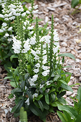 Crystal Peak White Obedient Plant (Physostegia virginiana 'Crystal Peak White') at Bayport Flower Houses