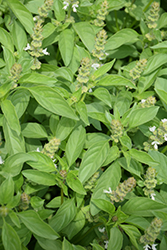 Lime Basil (Ocimum americanum 'Lime') at Bayport Flower Houses