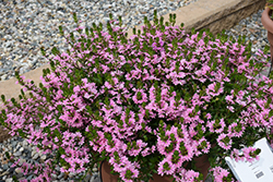 Whirlwind Pink Fan Flower (Scaevola aemula 'Whirlwind Pink') at Bayport Flower Houses
