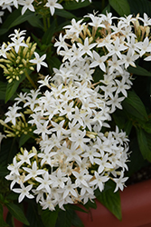 Lucky Star White Star Flower (Pentas lanceolata 'PAS1284142') at Bayport Flower Houses
