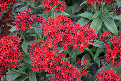 Lucky Star Dark Red Star Flower (Pentas lanceolata 'PAS1231189') at Bayport Flower Houses