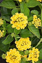Bandana Yellow Lantana (Lantana camara 'Bandana Yellow') at Bayport Flower Houses