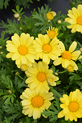 Beauty Yellow Marguerite Daisy (Argyranthemum frutescens 'Beauty Yellow') at Bayport Flower Houses