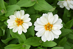 Profusion Double White Zinnia (Zinnia 'Profusion Double White') at Bayport Flower Houses