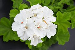Calliope Medium White Geranium (Pelargonium 'Calliope Medium White') at Bayport Flower Houses