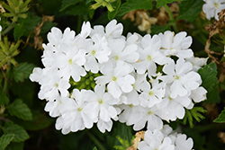 Superbena Whiteout Verbena (Verbena 'RIKA1832M3') at Bayport Flower Houses