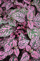 Hippo Rose Polka Dot Plant (Hypoestes phyllostachya 'G14160') at Bayport Flower Houses