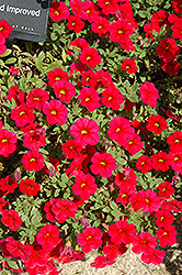Noa Red Calibrachoa (Calibrachoa 'Noa Red') at Bayport Flower Houses
