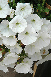 Surprise White Petunia (Petunia 'Surprise White') at Bayport Flower Houses