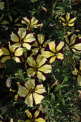 Sunflower Ray Petunia (Petunia 'Sunflower Ray') at Bayport Flower Houses