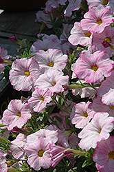 SuperCal Blushing Pink Petchoa (Petchoa 'SuperCal Blushing Pink') at Bayport Flower Houses