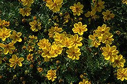 Yellow Sunshine Bidens (Bidens ferulifolia 'Yellow Sunshine') at Bayport Flower Houses