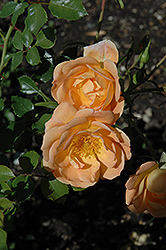 Oso Easy Peachy Cream Rose (Rosa 'Horcoherent') at Bayport Flower Houses