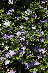 Common Periwinkle (Vinca minor) at Bayport Flower Houses
