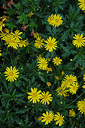 Sonnenschein African Bush Daisy (Euryops chrysanthemoides 'Sonnenschein') at Bayport Flower Houses