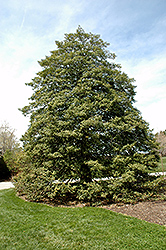 American Holly (Ilex opaca) at Bayport Flower Houses