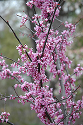 Forest Pansy Redbud (Cercis canadensis 'Forest Pansy') at Bayport Flower Houses