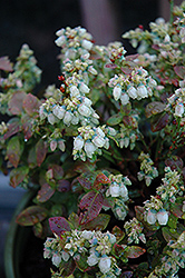 Jelly Bean Blueberry (Vaccinium 'ZF06-179') at Bayport Flower Houses