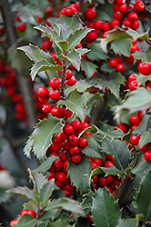 Blue Princess Meserve Holly (Ilex x meserveae 'Blue Princess') at Bayport Flower Houses