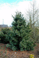 Silver Ray Korean Pine (Pinus koraiensis 'Silver Ray') at Bayport Flower Houses