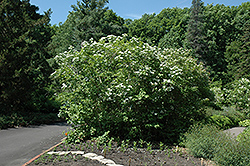 Wentworth Highbush Cranberry (Viburnum trilobum 'Wentworth') at Bayport Flower Houses