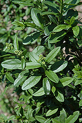 California Privet (Ligustrum ovalifolium) at Bayport Flower Houses