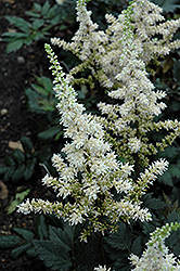 Visions in White Chinese Astilbe (Astilbe chinensis 'Visions in White') at Bayport Flower Houses