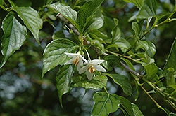 Fragrant Snowbell (Styrax obassia) at Bayport Flower Houses