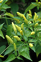 Tabasco Pepper (Capsicum frutescens 'Tabasco') at Bayport Flower Houses