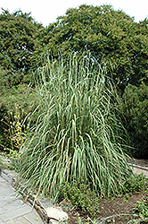 Ravenna Grass (Erianthus ravennae) at Bayport Flower Houses
