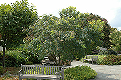 American Smoketree (Cotinus obovatus) at Bayport Flower Houses