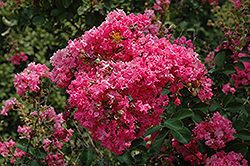 Tonto Crapemyrtle (Lagerstroemia 'Tonto') at Bayport Flower Houses