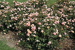 Apricot Drift Rose (Rosa 'Meimirrote') at Bayport Flower Houses