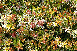 Kaleidoscope Abelia (Abelia x grandiflora 'Kaleidoscope') at Bayport Flower Houses