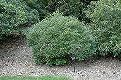 Mr. Poppins Winterberry (Ilex verticillata 'FARROWMRP') at Bayport Flower Houses